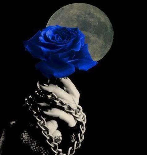 blue rose