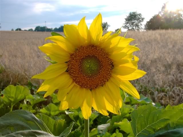 flower in sun photo: sunflower in the sun windowslivewritersunflowers-af58de-.jpg