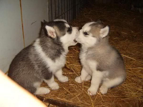 affection.jpg kisses image by Emchele
