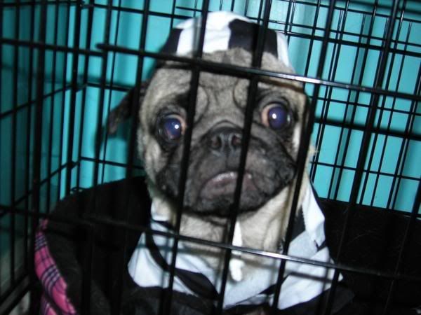 jail cell puppy Pictures, Images and Photos