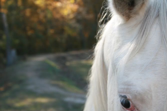 IMAGE: http://i233.photobucket.com/albums/ee124/phoenixfyre71/Aslan/canon394.jpg