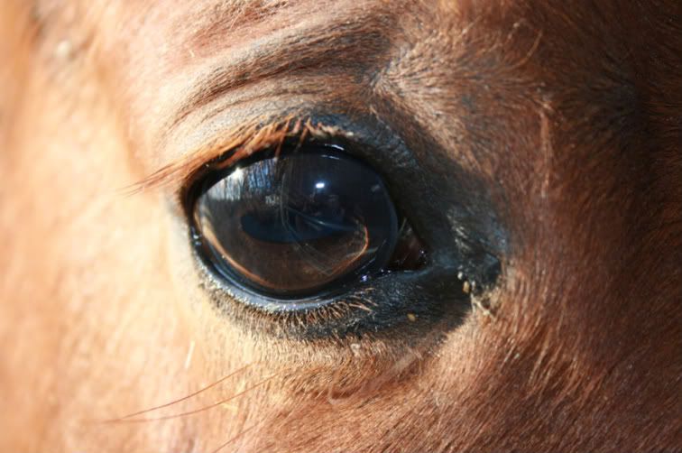 IMAGE: http://i233.photobucket.com/albums/ee124/phoenixfyre71/honeyeye-1.jpg