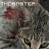 Thornpaw Avatar