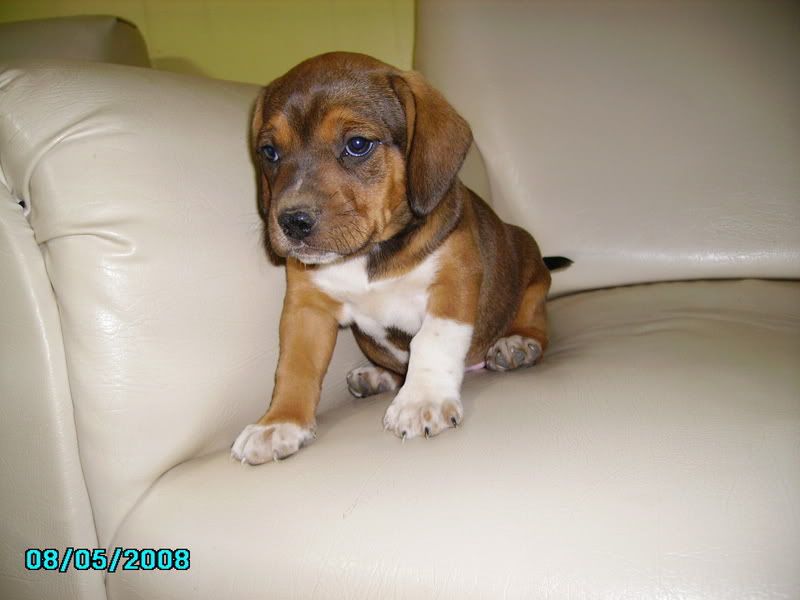 Full Blooded Beagle