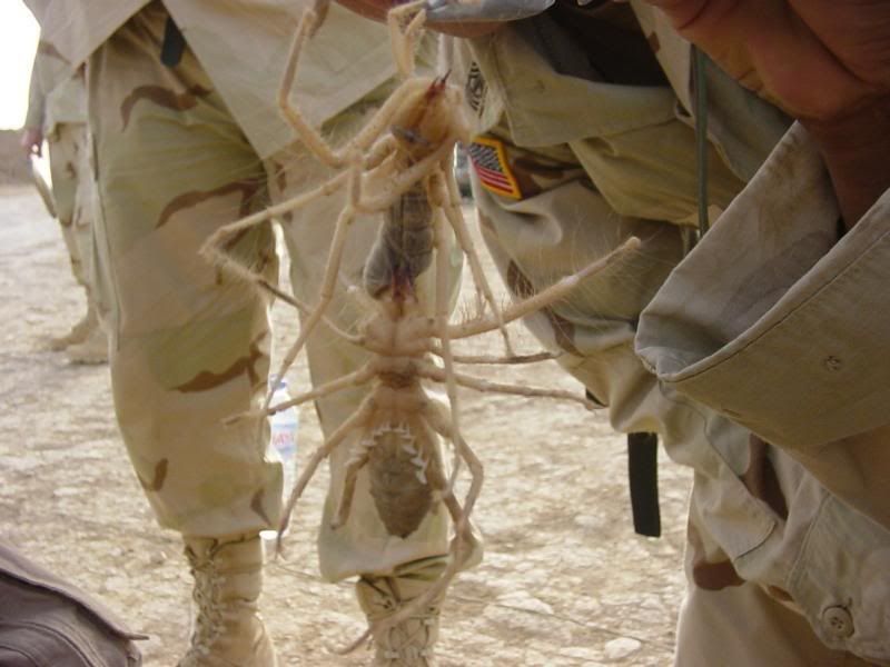 camel-spiders.jpg Photo by urban_baller_23 | Photobucket