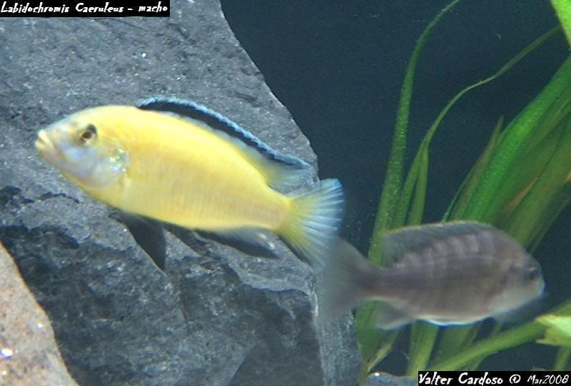 Peixe_Labidochromis_Caeruleus2.jpg