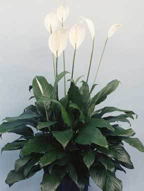 peace-lily-spathiphyllum.jpg