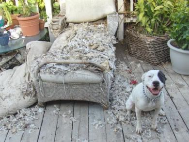 Dog_chewed_couch.jpg