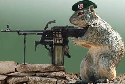 pew pew squirrel