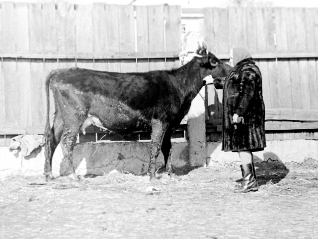 Krowa na targu w Lidzie w 1976 roku