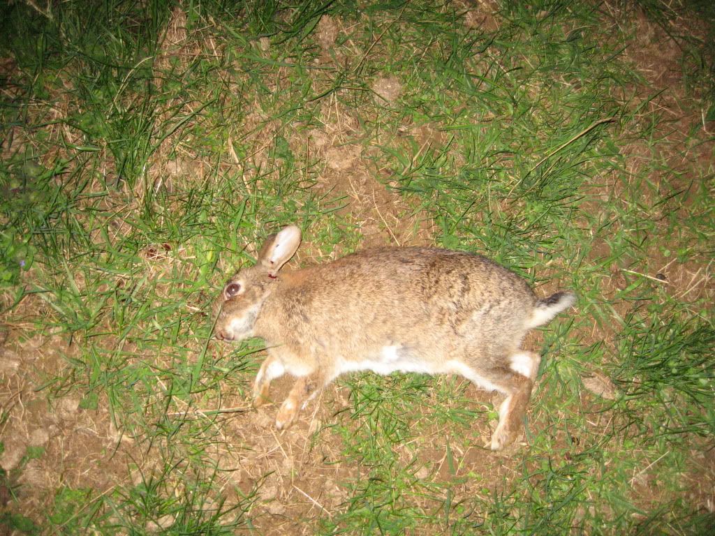 IMG_0390.jpg