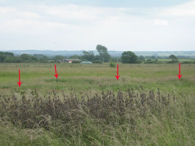 gainfield1copy.jpg