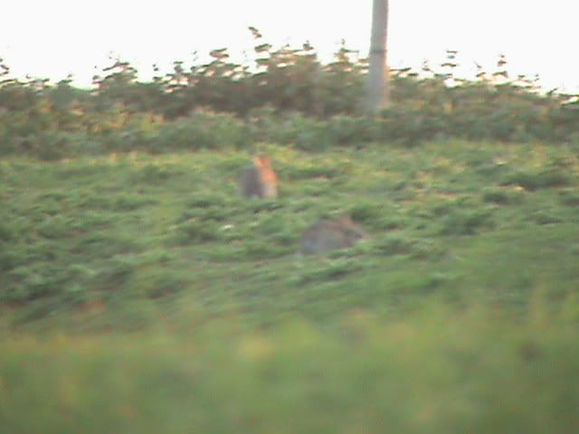 hunting103.jpg