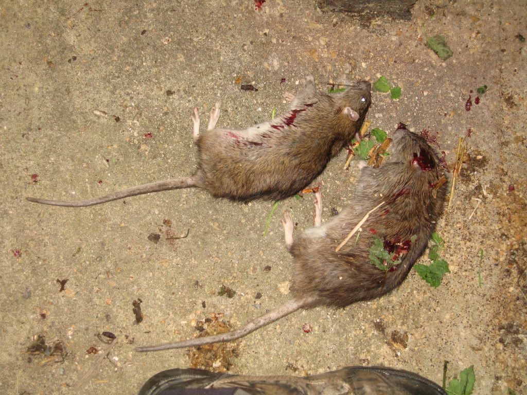 rattingpics26-09-20111.jpg