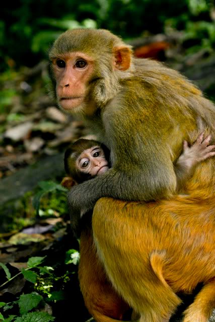 monkey mother and child baby