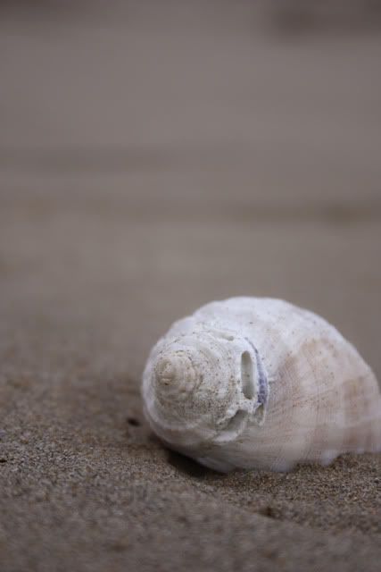 shell on the beach