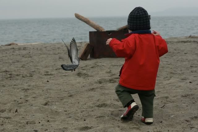 toddler chasing seagull birds on the beach