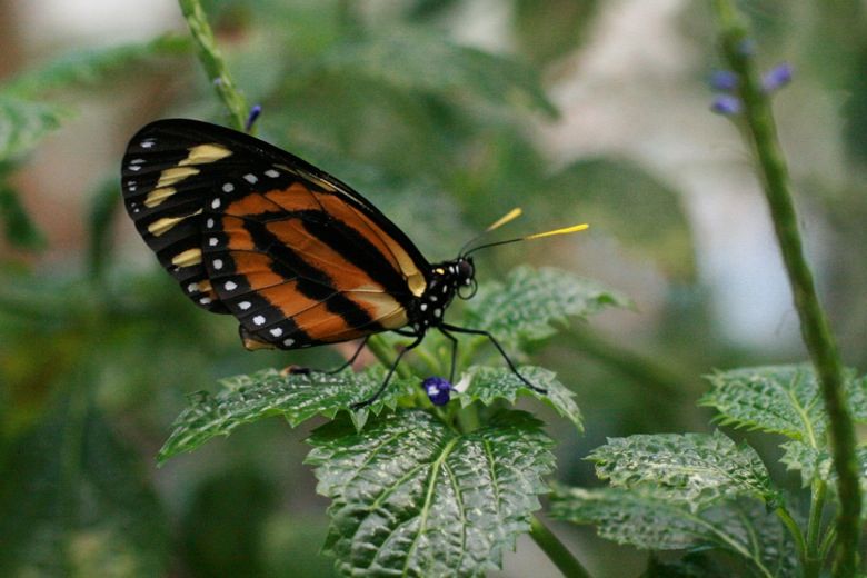 butterfly house — pacsci seattle