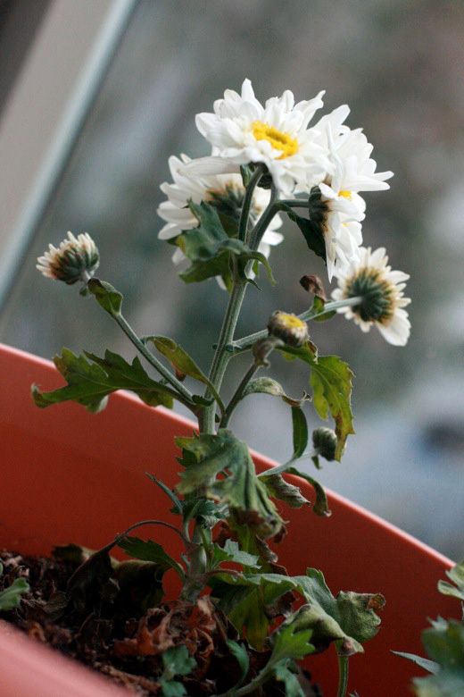 homebirth — flowers for the birth hardy mum miscarriage