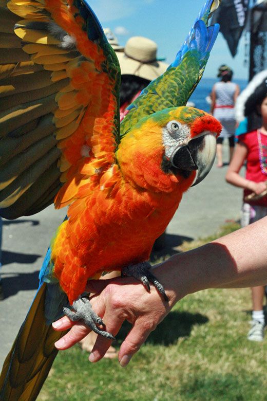 macaw with wings raised — pirate parrot craft at seafair landing seattle