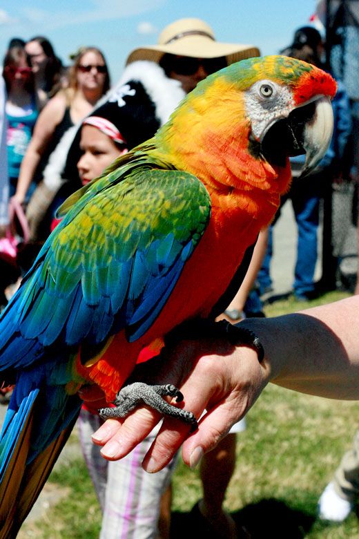 macaw perched on hand — pirate parrot craft at seafair landing seattle