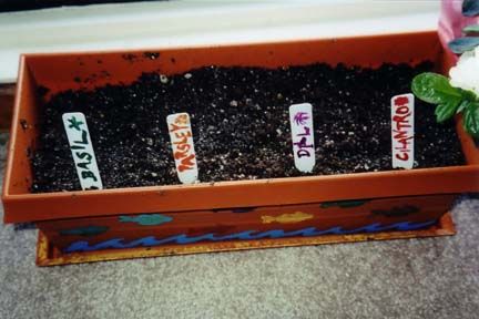 planted seed herb window box for windowbox garden