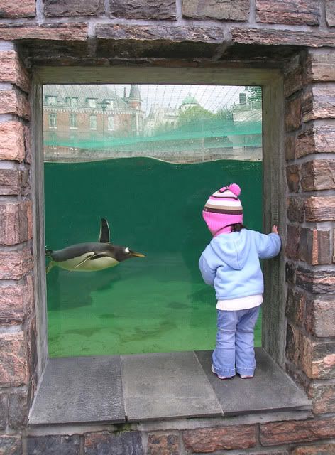 girl watching penguin at aquarium