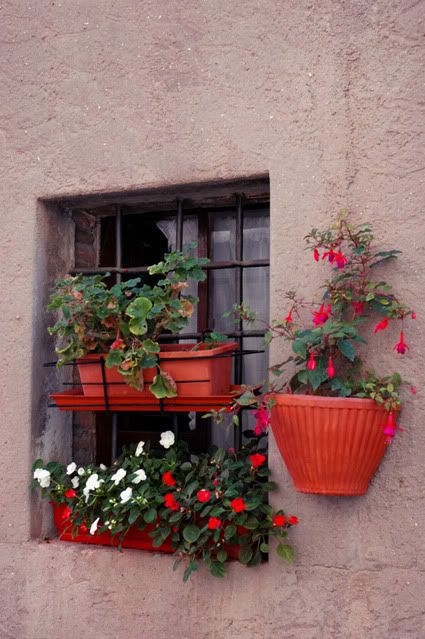 tuscan window boxes of flowers