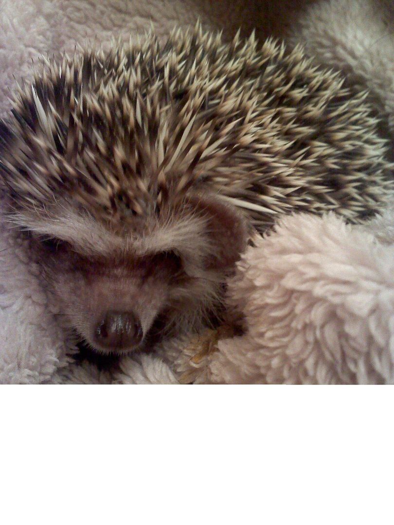 Photo Credit: Hedgie Owner on craigslist hedgehog