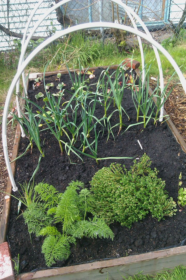 spring garden raised bed