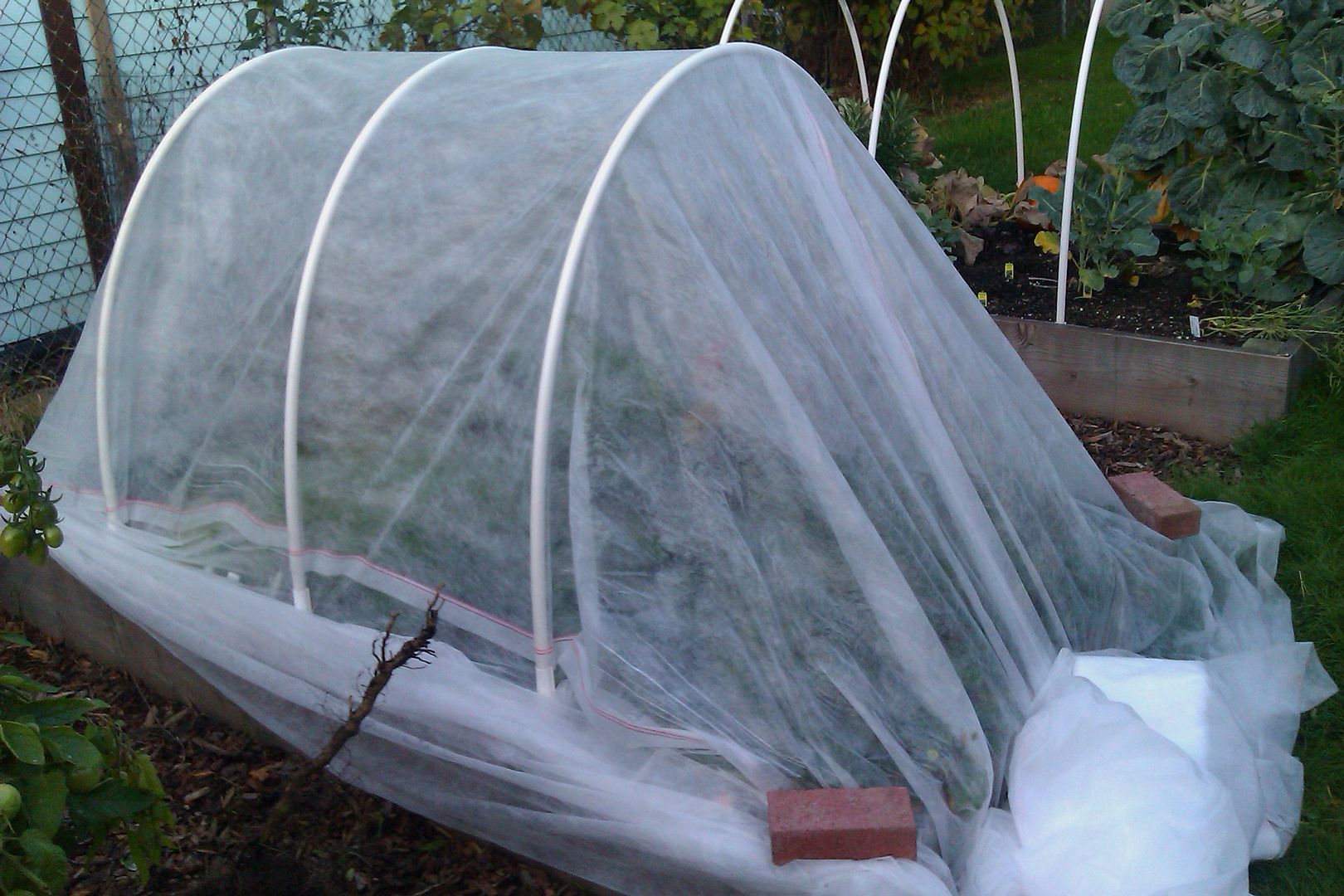 row covers in Fall garden — October 2011
