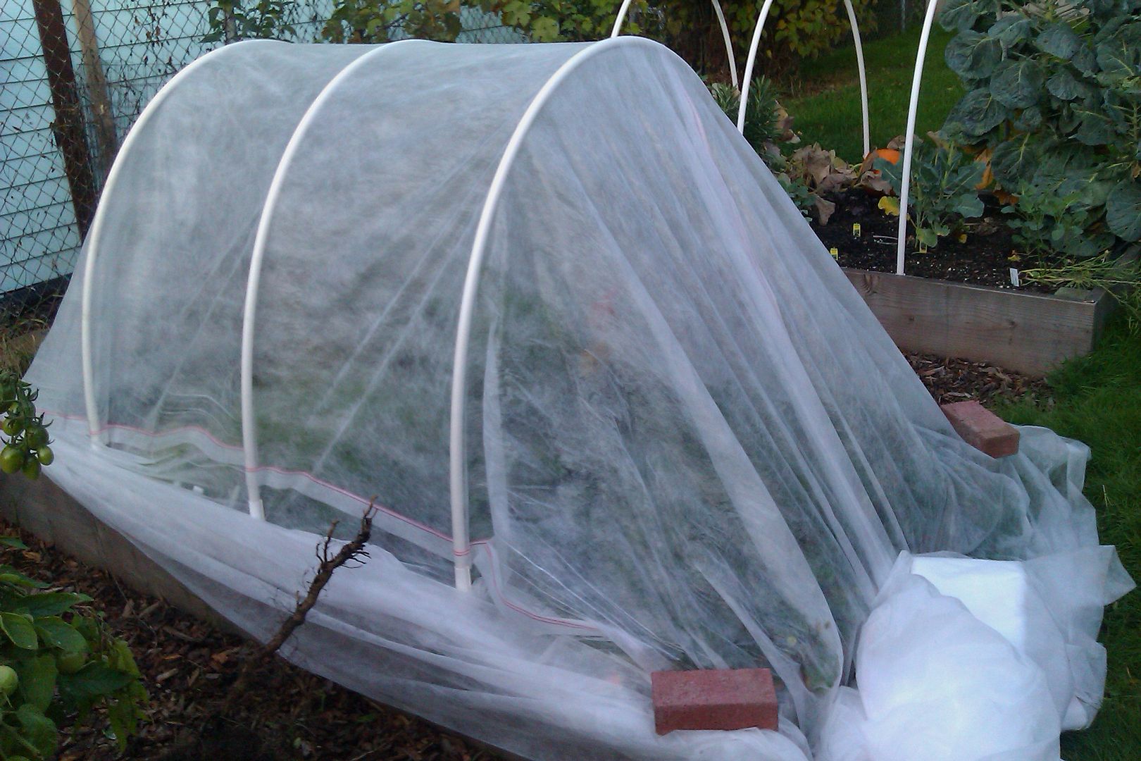 row covers in Fall garden — October 2011