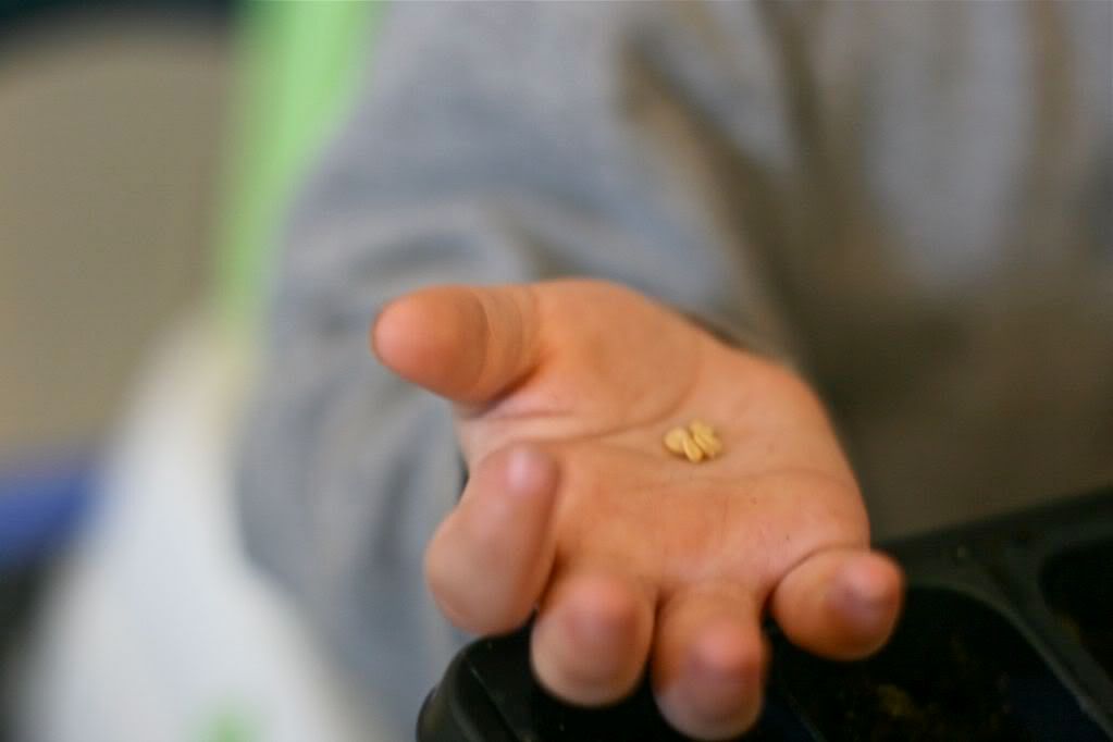 3 seeds in child's hand
