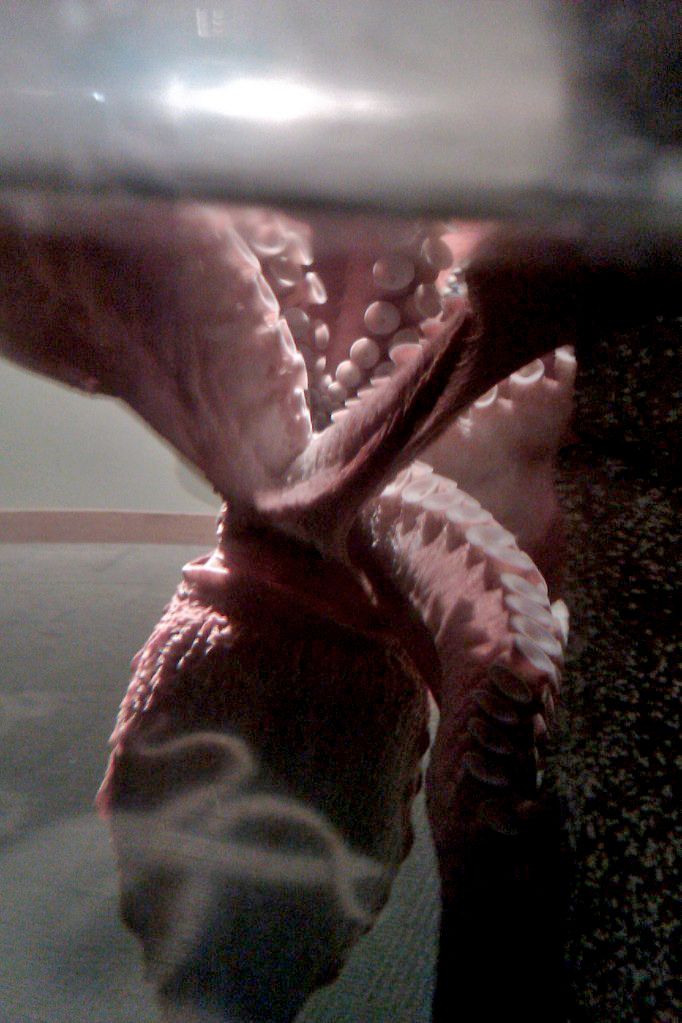 Sunday Surf: Sick days and a giant octopus == Hobo Mama big octopus at the seattle aquarium