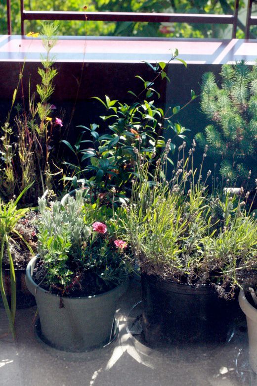 plants pots on balcony in container garden