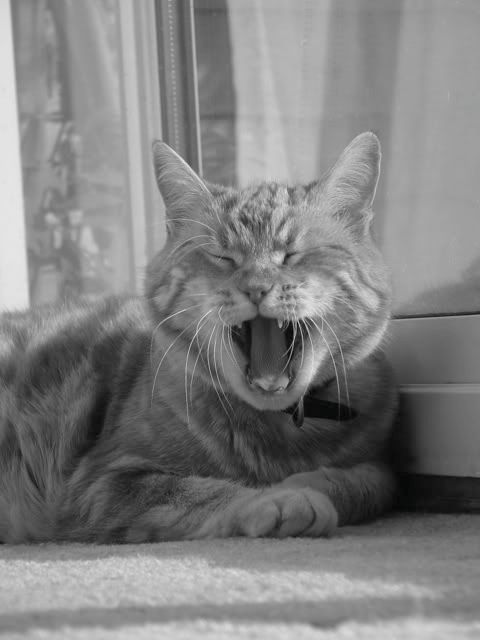 yawning cat