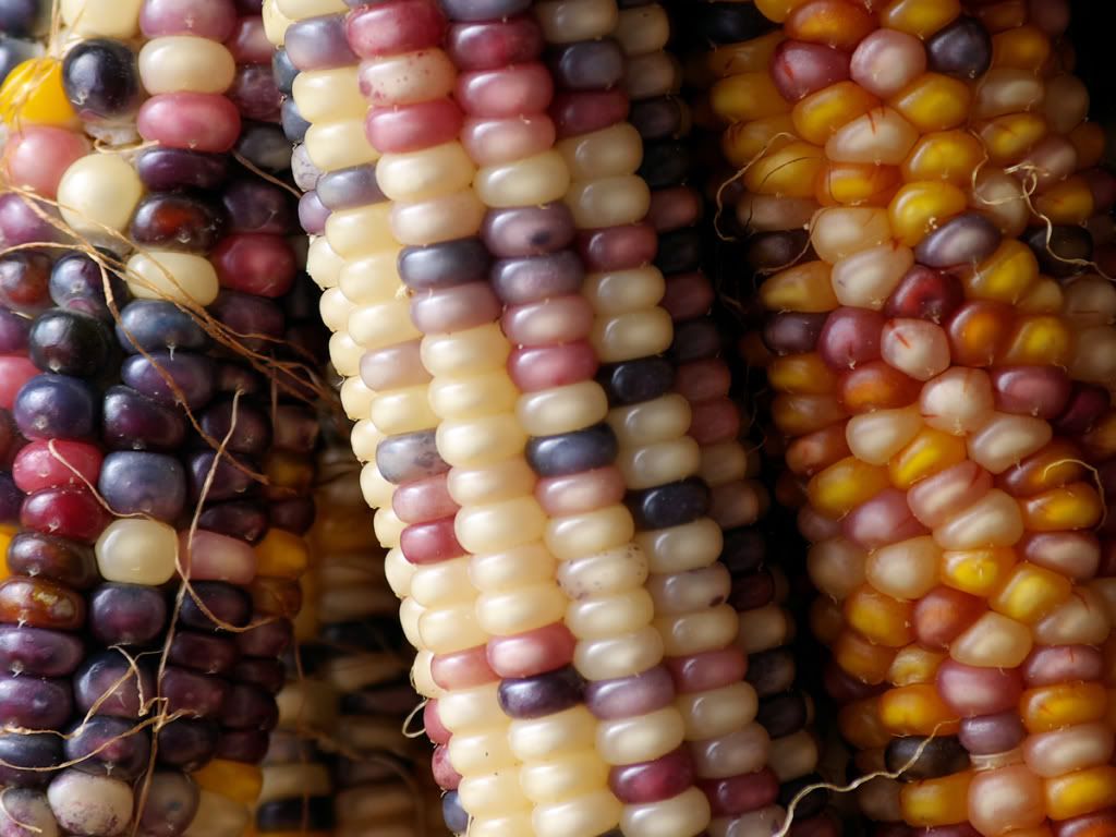 colorful corn