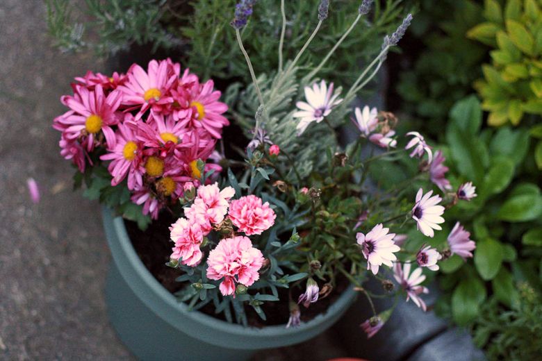 flower pot in garden