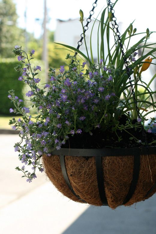 hanging basket of flowers in garden