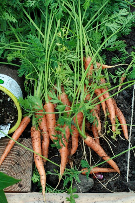 harvesting carrots from the raised garden bed