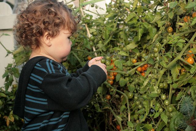 toddler helps harvest cherry tomatoes in garden
