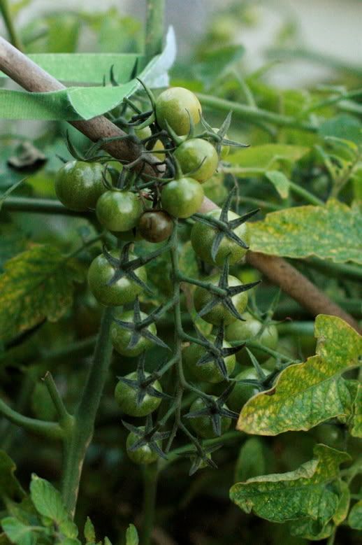 green tomatoes growing