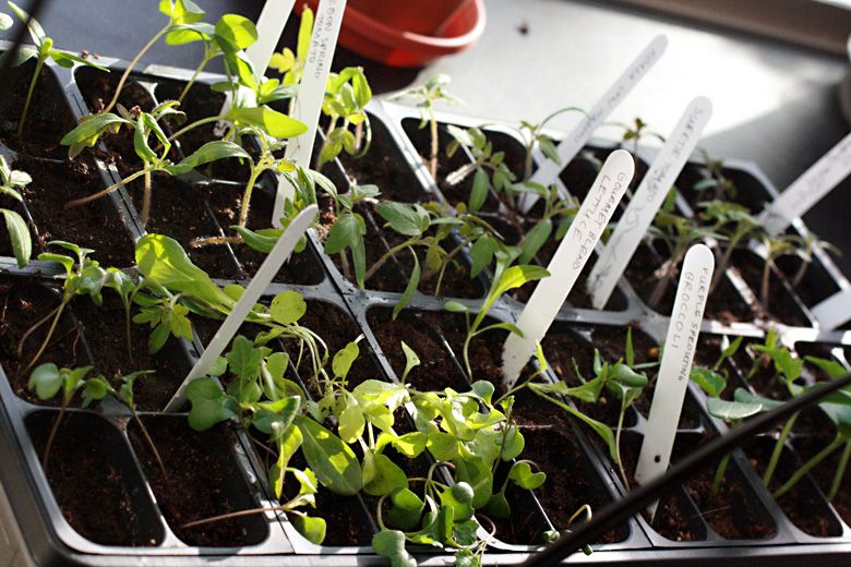 larger transplanted seedlings in flats — gardening & starting seedlings