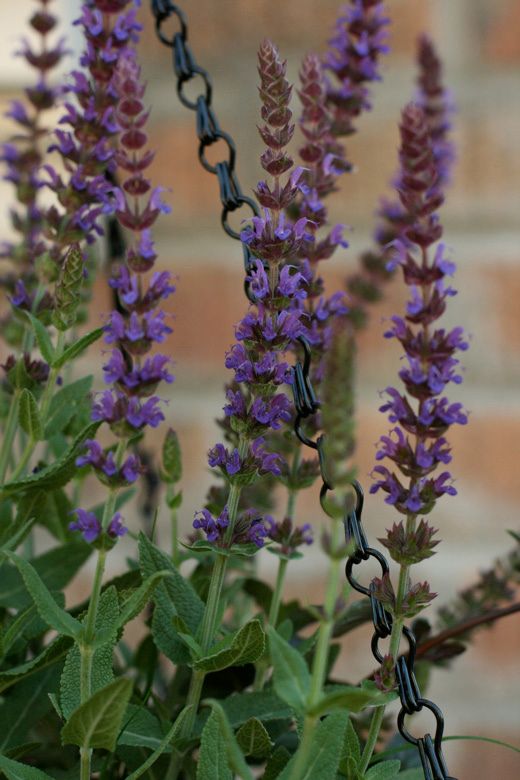 lavender in hanging basket of flowers in garden