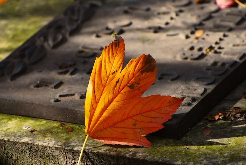 Leaf on grave