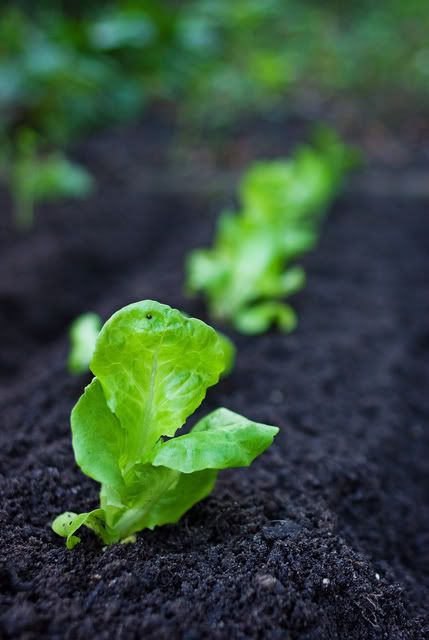 lettuce plants