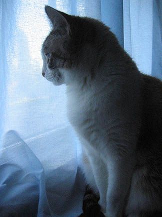 cat profile framed by the window