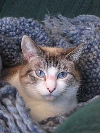 cat in a nest of blue blankets