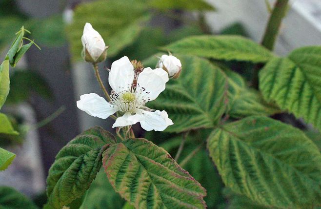 marionberry blossoms in the patio garden