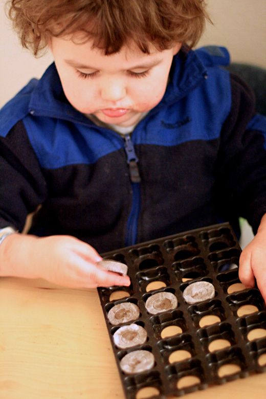 boy sorting peat pellets in tray — gardening & starting seedlings